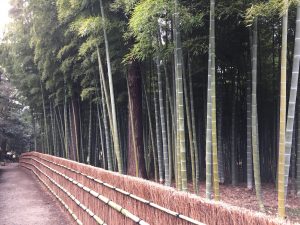 竹林